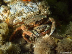 Common crab by Eduard Bello 